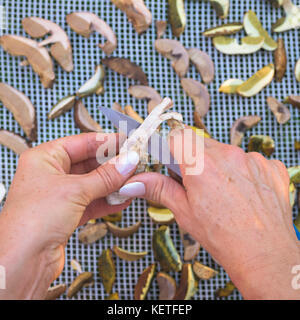 Female hands slicing edible forest mushrooms as preparation for drying process Stock Photo