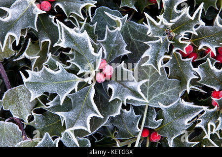 Frosted holly and ivy leaves and holly berries. Stock Photo