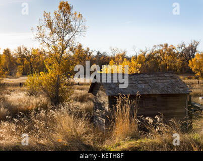 A rundown wooden homestead building set in a field with tall dried grass, deciduous trees with fall foliage and light blue cloudless sky. Stock Photo