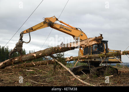 KUMARA, NEW ZEALAND, SEPTEMBER 20, 2017: A digger driver captures a log at the top of the hauler area at a logging site near Kumara, West Coast, New Z Stock Photo