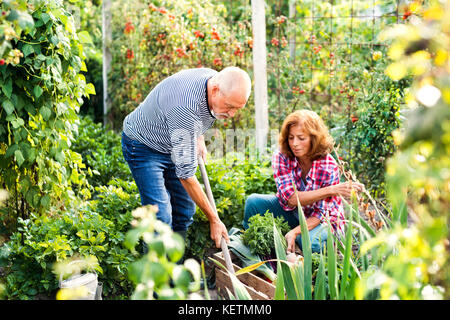 Senior couple gardening in the backyard garden. Stock Photo