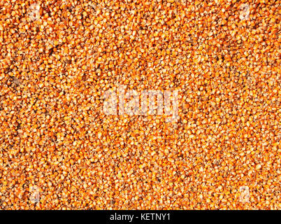 Background with ripe corn grains of yellow color. Close-up photo Stock Photo