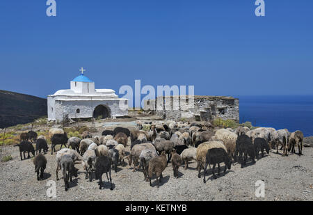 A flock of sheeps at the yard of a cycladic chapel in Andros island, Cyclades, Greece Stock Photo