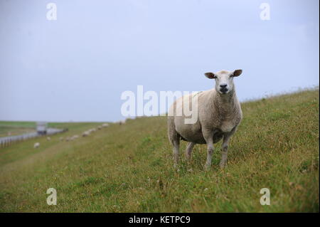 sheep on a dike Stock Photo