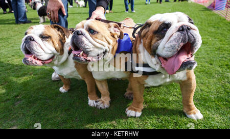 British Bulldogs, British bulldog, British bull dog, British bull dogs at a dog show in London. Dog show UK. Pet photography UK Stock Photo