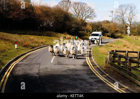 A flock of sheep being driven along the village road. Stock Photo