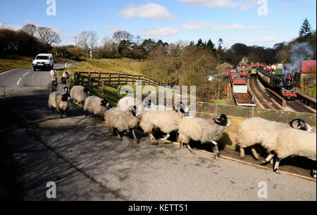 A flock of sheep being driven along the village road, and over the North Yorkshire Moors Railway at Goathland station. Stock Photo