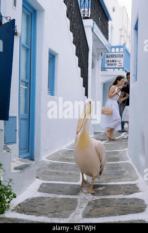 Pelican Petro (Pelecanus onocrotalus) tourist attraction at Mykonos-town, Mykonos, Greece Stock Photo