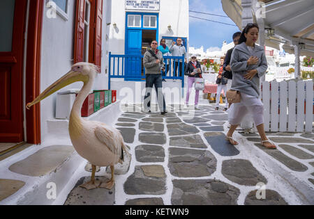Pelican Petro (Pelecanus onocrotalus) tourist attraction at Mykonos-town, Mykonos, Greece Stock Photo