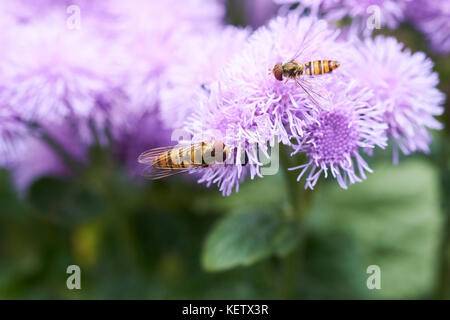 Common Hover-fly (Syrphus ribesii) feed on nectar from the summer purple flowers of an Ageratum (A. houstonianum Diamond Blue F1) garden plant, UK. Stock Photo