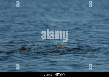 A school of redfish or red drum tailing and feeding on the shallow flats near Port Aransas Texas Stock Photo