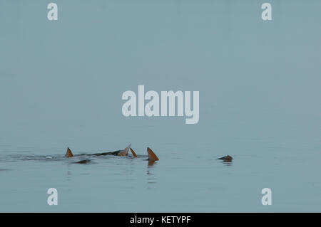 A school of redfish or red drum tailing and feeding on the shallow flats near Port Aransas Texas Stock Photo