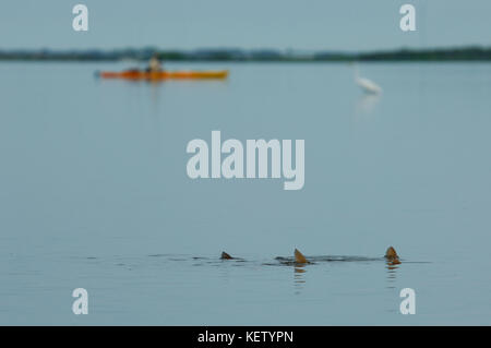 A fly fisherman fishing for tailing redfish or red drum from a kayak on the shallow flats near Port Aransas, Texas Stock Photo