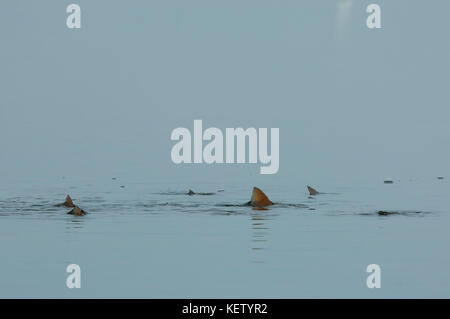 A school of redfish or red drum tailing and feeding on the shallow flats near Port Aransas Texas Stock Photo