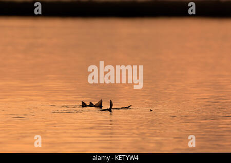 A school of redfish or red drum tailing and feeding on the shallow flats near Port Aransas Texas Stock Photo