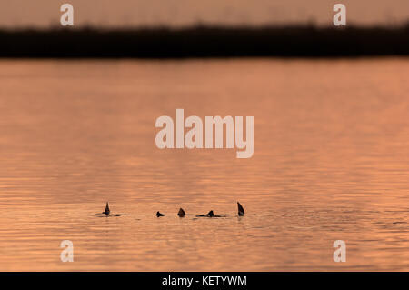 A school of redfish or red drum tailing and feeding on the shallow flats near Port Aransas Texas Stock Photo