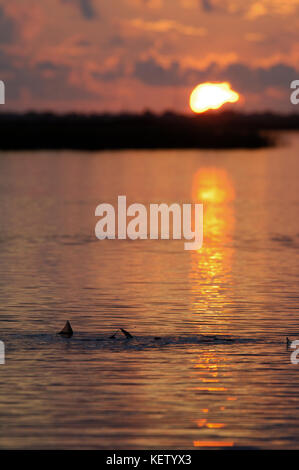 A school of redfish or red drum tailing and feeding on the shallow flats near Port Aransas Texas Stock Photo