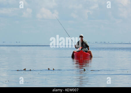 A fly fisherman fishing for tailing redfish or red drum from a kayak on the shallow flats near Port Aransas, Texas Stock Photo