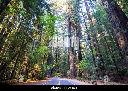 Road leading through the Avenue of the Giants, giant Redwood trees, Northern California, USA Stock Photo
