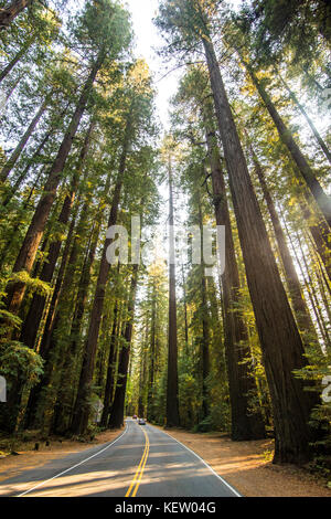 Road leading through the Avenue of the Giants, giant Redwood trees, Northern California, USA Stock Photo