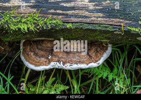 Artist's bracket / artist's conk / bear bread (Ganoderma applanatum, Ganoderma lipsiense) on tree trunk Stock Photo