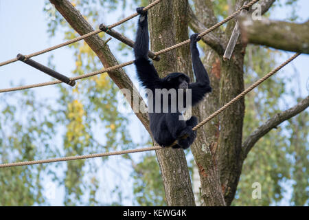 Siamang black monkey hanging on the tree Stock Photo