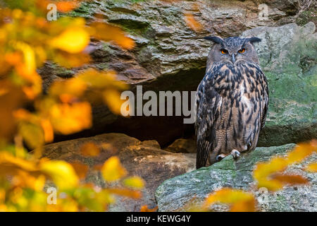 Eurasian eagle owl (Bubo bubo) sitting on rock ledge in cliff face in autumn forest Stock Photo