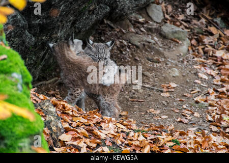 Two Eurasian lynx (Lynx lynx) kittens playing / play fighting in autumn forest Stock Photo