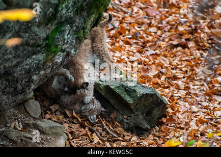 Two Eurasian lynx (Lynx lynx) kittens playing / play fighting in autumn forest Stock Photo