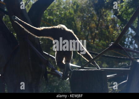 Madrid, Spain. 23rd Oct, 2017. A Lar gibbon pictured in his enclosure at Madrid zoo. The lar gibbon (Hylobates lar), also known as the white-handed gibbon, is an primate in the gibbon family, Hylobatidae. Credit: Martina Kolozvaryova/Pacific Press/Alamy Live News Stock Photo