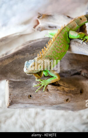A green iguana on the beach. Also known as American iguana, this herbivorous species of lizard is among the largest lizards in the Americas, averaging Stock Photo