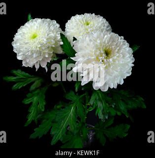 Bouquet of white chrysanthemums  in a crystal vase isolated on black background Stock Photo