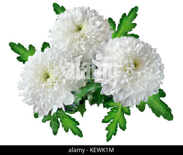 Three white chrysanthemums bouquet with green leaves close up, isolated on a white background Stock Photo