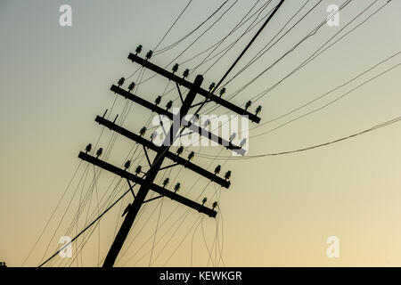 Old wooden pillar with power line in sunrise. Wooden pylon with wires. Stock Photo