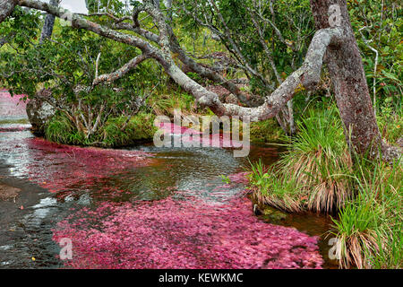 river cano algae macarenia cristales clavigera called near red alamy similar