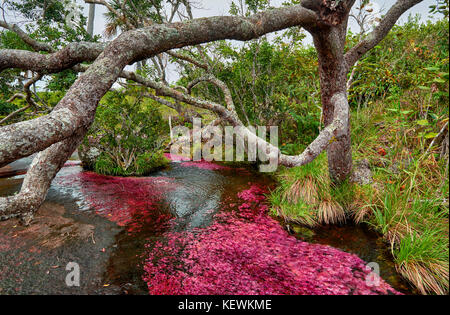 river cristales algae cano clavigera macarenia called near red alamy