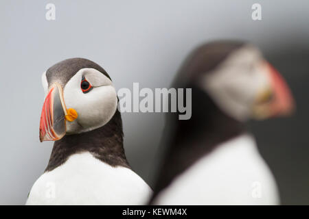 A pair of Atlantic Puffins (Fratercula arctica) stood back to back on the sea cliff at the Treshnish Isles off the coast of Mull, Scotland. Stock Photo