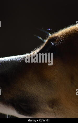 Chihuahua cross jack Russell head sot of a puppy Stock Photo