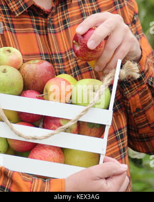 Heritage varieties of British apples (Malus domestica) are harvested in an English orchard at an Apple Day festival in autumn (October) Stock Photo