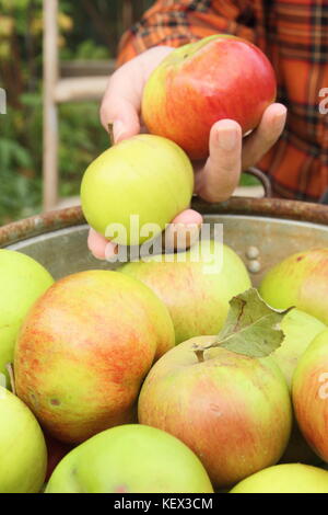 Bramley apples (Malus domestica Bramley's Seedling) are gathered from a tree in an English garden by a male  gardener in autumn (October) Stock Photo
