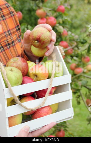 Heritage varieties of British apples (Malus domestica) are harvested in an English orchard at an Apple Day festival in autumn (October) Stock Photo