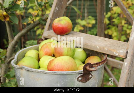 English Bramley apples (malus domestica) harvested from a tree in an English garden are displayed in a cooking pot on a wooden ladder, UK Stock Photo