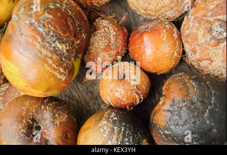 Diseased apples (Malus domestica) with brown rot (monilinia laxa/monilinia fructigena) removed to discourage fungal spread, UK Stock Photo