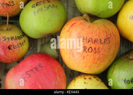 English apple varieties (malus domestica) including the handsome classic, Charles Ross and rare Sykehouse Russet, displayed at Apple Day celebration Stock Photo