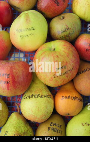 English apple and pear varieties including top class cooker Annie Elizabeth and handsome class, Conference, displayed at a Apple Day celebration, UK Stock Photo
