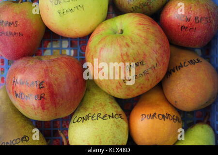 English apple and pear varieties including top class cooker Annie Elizabeth and handsome class, Conference, displayed at a Apple Day celebration, UK Stock Photo