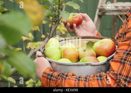 Bramley apples (Malus domestica Bramley's Seedling) are harvested from a tree in an English garden by a male gardener in autumn (October) Stock Photo