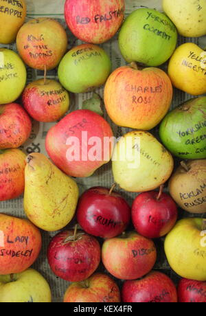 English fruit varieties including cooking apple (malus) Annie Elizabeth and Pyrus Communis Conference pear, displayed at a Apple Day harvest event UK Stock Photo
