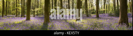 The bluebell woods near Micheldever in Hampshire. Stock Photo