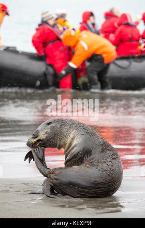 A female Antarctic Fur Seal (Arctocephalus gazella) at Salisbury Plain, South Georgia, Southern Ocean, with a zodiak full of passengers from an expedition cruise. Stock Photo